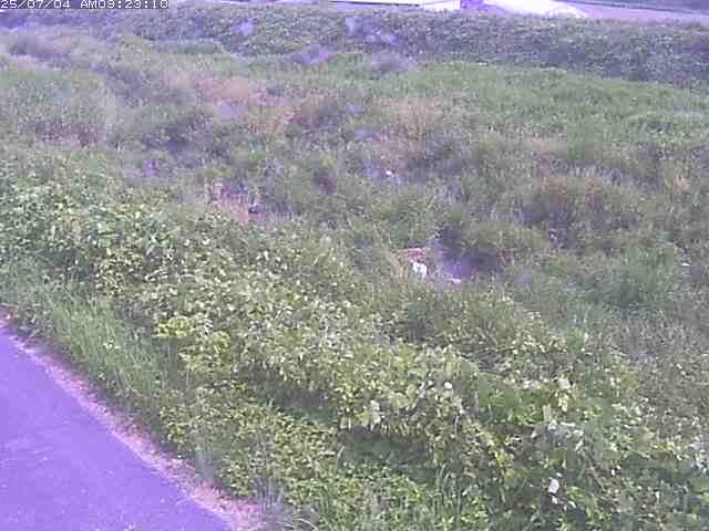 取得できませんでした